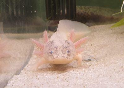 Aksolotle meksykańskie Legionowo Nowy Dwór Mazowiecki ZooNemo 3