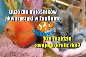 Dużo dla miłośników akwarystyki w ZooNemo. Kto znajdzie swojego króliczka?