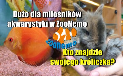 Dużo dla miłośników akwarystyki w ZooNemo. Kto znajdzie swojego króliczka?