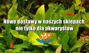 Nowe dostawy w naszych sklepach, nie tylko dla akwarystów