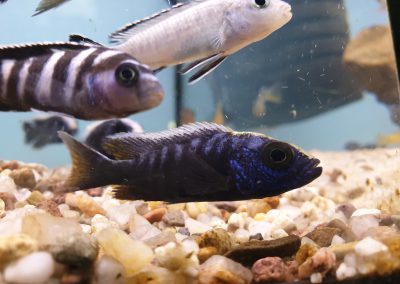 akwarystyka Legionowo Nowy Dwór Mazowiecki ZooNemo (13)