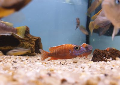 akwarystyka Legionowo Nowy Dwór Mazowiecki ZooNemo (8)