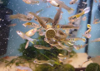 karmienie ryb Vitabin firmy Tropical Legionowo Nowy Dwór Mazowiecki Zoonemo 2