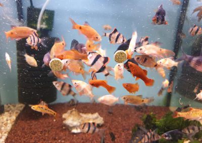 karmienie ryb Vitabin firmy Tropical Legionowo Nowy Dwór Mazowiecki Zoonemo 3