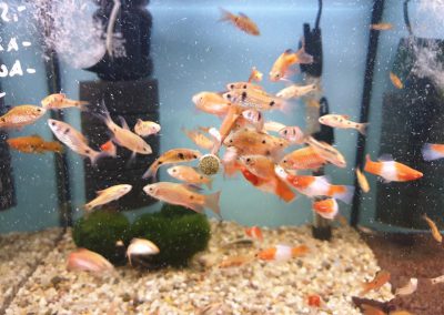 karmienie ryb Vitabin firmy Tropical Legionowo Nowy Dwór Mazowiecki Zoonemo 4