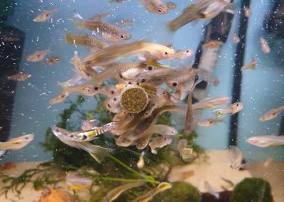 karmienie ryb Vitabin firmy Tropical Legionowo Nowy Dwór Mazowiecki Zoonemo