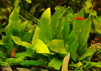 rośliny akwariowe Legionowo Nowy Dwór Mazowiecki ZooNemo (5)