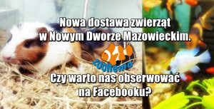 Nowa dostawa zwierząt w Nowym Dworze Mazowieckim. Czy warto nas obserwować na Facebooku?