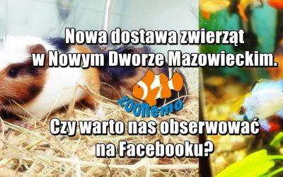 Nowa dostawa zwierząt w Nowym Dworze Mazowieckim. Czy warto nas obserwować na Facebooku?