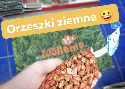 orzeszki ziemne Legionowo Nowy Dwór Mazowiecki ZooNemo