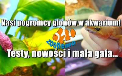 Nasi pogromcy glonów w akwarium! Testy, nowości i mała gafa…