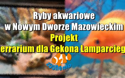 Ryby akwariowe w Nowym Dworze Mazowieckim. Projekt terrarium dla Gekona Lamparciego