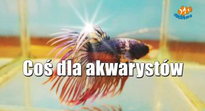 Coś dla akwarystów