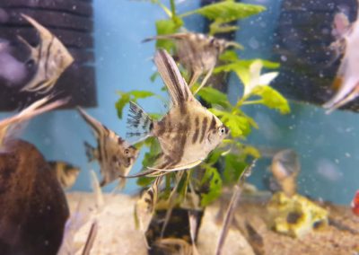 ryby akwarium ZooNemo Legionowo Nowy Dwór Mazowiecki 3