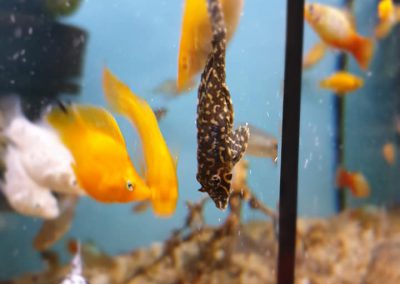 ryby akwarium ZooNemo Legionowo Nowy Dwór Mazowiecki 4