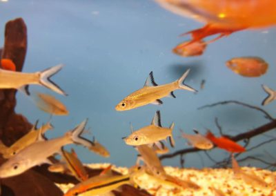 ryby akwarium ZooNemo Legionowo Nowy Dwór Mazowiecki 6