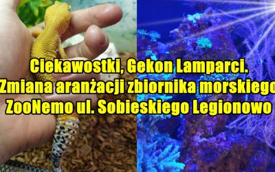 Ciekawostki, Gekon Lamparci. Zmiana aranżacji zbiornika morskiego ZooNemo ul. Sobieskiego Legionowo