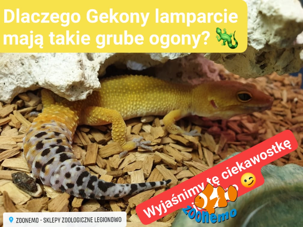 Gekon lamparci Legionowo Nowy Dwór Mazowiecki ZooNemo 2
