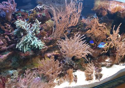 akwarium morskie Legionowo Sobieskiego ZooNemo 3