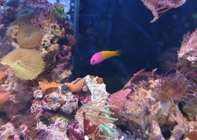 akwarium morskie Legionowo Sobieskiego ZooNemo 8
