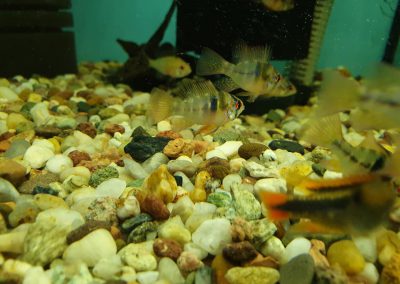 ryby akwariowe Nowy Dwór Mazowiecki ZooNemo 5
