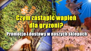 Czym zastąpić wapień dla gryzoni? Promocje i dostawy w naszych sklepach