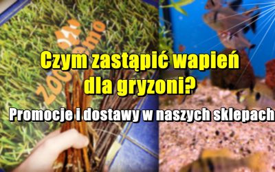 Czym zastąpić wapień dla gryzoni? Promocje i dostawy w naszych sklepach