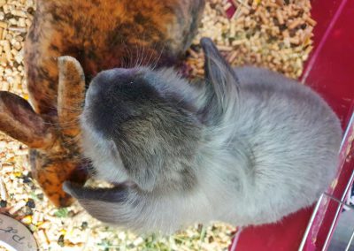 dwa króliczki do oddania ZooNemo Legionowo Nowy Dwór Mazowiecki