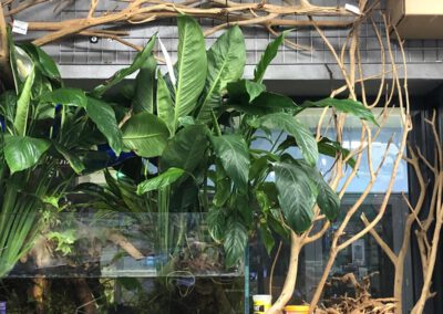 Naturalne dekoracje do akwarium i terrarium – Nowa dostawa w ZooNemo Legionowo 1a