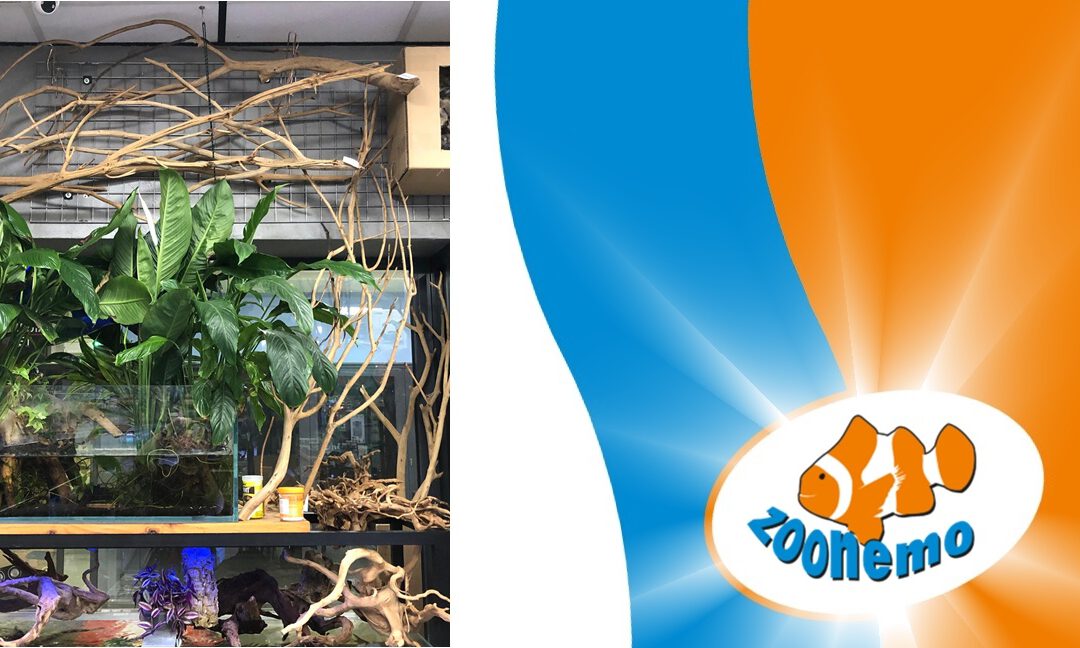 Naturalne dekoracje do akwarium i terrarium – Nowa dostawa w ZooNemo Legionowo!