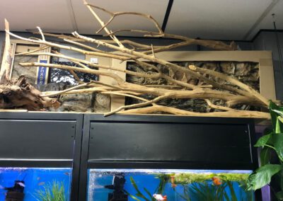 Naturalne dekoracje do akwarium i terrarium – Nowa dostawa w ZooNemo Legionowo 2