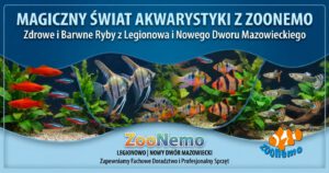 Ryby akwariowe Legionowo i Nowy Dwór Mazowiecki – Sklep ZooNemo