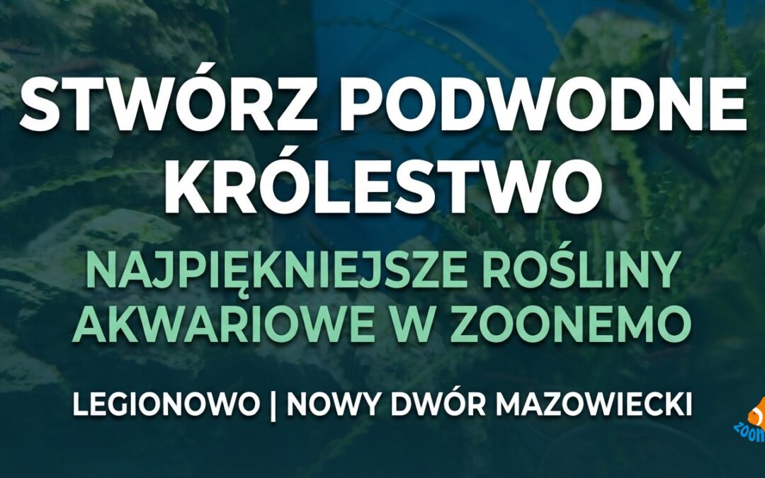 Stwórz podwodne arcydzieło: Najpiękniejsze rośliny akwariowe w ZooNemo – Legionowo i Nowy Dwór Mazowiecki