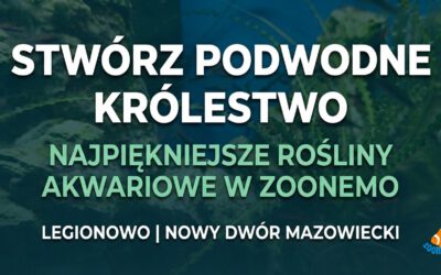 Stwórz podwodne arcydzieło: Najpiękniejsze rośliny akwariowe w ZooNemo – Legionowo i Nowy Dwór Mazowiecki