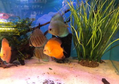 Ryby akwariowe Legionowo i Nowy Dwór Mazowiecki – Sklep Zoologiczny ZooNemo 1
