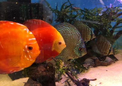 Ryby akwariowe Legionowo i Nowy Dwór Mazowiecki – Sklep Zoologiczny ZooNemo 2
