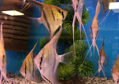 Ryby akwariowe Legionowo i Nowy Dwór Mazowiecki – Sklep Zoologiczny ZooNemo 3