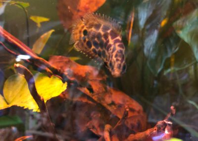 Ryby akwariowe Legionowo i Nowy Dwór Mazowiecki – Sklep Zoologiczny ZooNemo 4