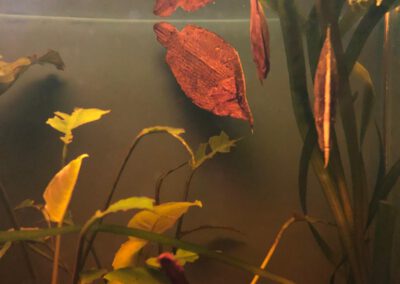 Ryby akwariowe Legionowo i Nowy Dwór Mazowiecki – Sklep Zoologiczny ZooNemo 5