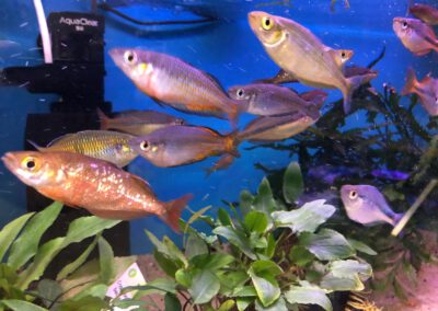Ryby akwariowe Legionowo i Nowy Dwór Mazowiecki – Sklep Zoologiczny ZooNemo 6