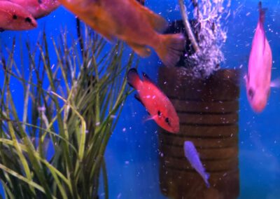 Ryby akwariowe Legionowo i Nowy Dwór Mazowiecki – Sklep Zoologiczny ZooNemo 7