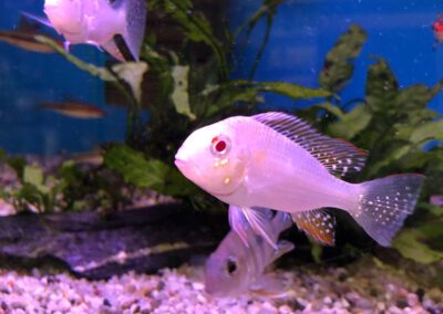 Ryby akwariowe Legionowo i Nowy Dwór Mazowiecki – Sklep Zoologiczny ZooNemo 8