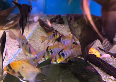 Ryby akwariowe Legionowo i Nowy Dwór Mazowiecki – Sklep Zoologiczny ZooNemo 9