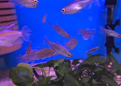 Ryby akwariowe Legionowo i Nowy Dwór Mazowiecki – Sklep Zoologiczny ZooNemo 10