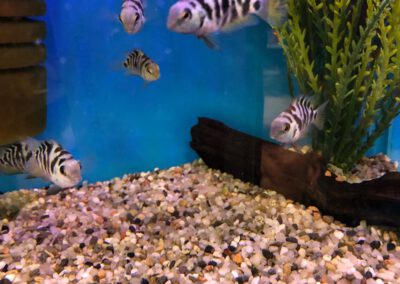 Ryby akwariowe Legionowo i Nowy Dwór Mazowiecki – Sklep Zoologiczny ZooNemo 11