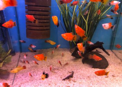 Ryby akwariowe Legionowo i Nowy Dwór Mazowiecki – Sklep Zoologiczny ZooNemo 13