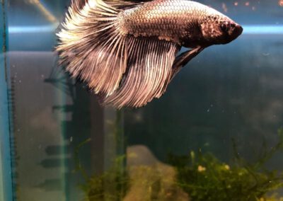 Ryby akwariowe Legionowo i Nowy Dwór Mazowiecki – Sklep Zoologiczny ZooNemo 15