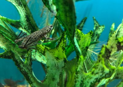 Ryby akwariowe Legionowo i Nowy Dwór Mazowiecki – Sklep Zoologiczny ZooNemo 16