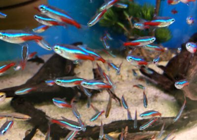 Ryby akwariowe Legionowo i Nowy Dwór Mazowiecki – Sklep Zoologiczny ZooNemo 17