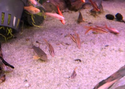 Ryby akwariowe Legionowo i Nowy Dwór Mazowiecki – Sklep Zoologiczny ZooNemo 18
